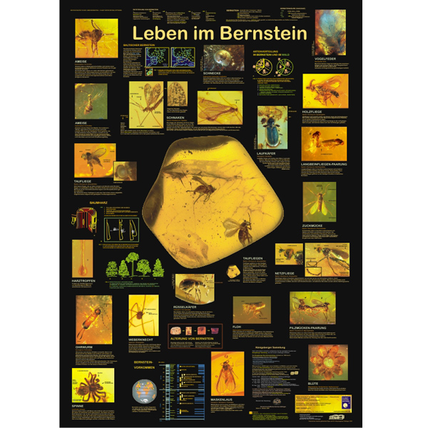 Bio-Poster \"Leben im Bernstein\"